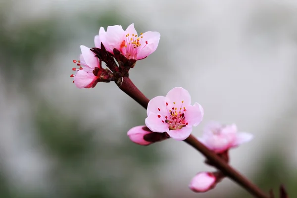 Primavera florescente — Fotografia de Stock