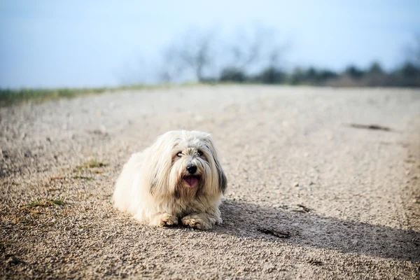 Cane bianco sul prato — Foto Stock