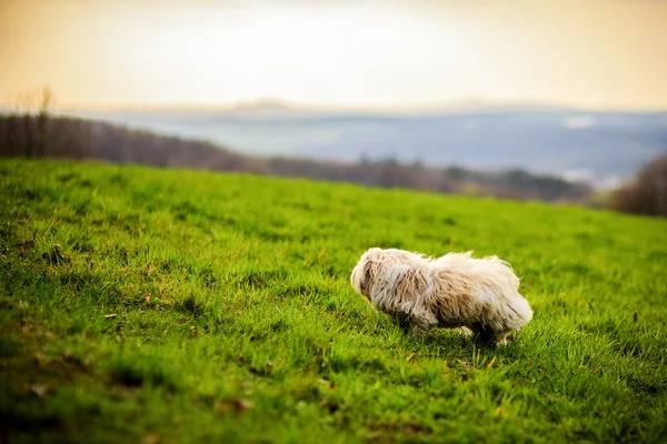 Biały pies na łące — Zdjęcie stockowe