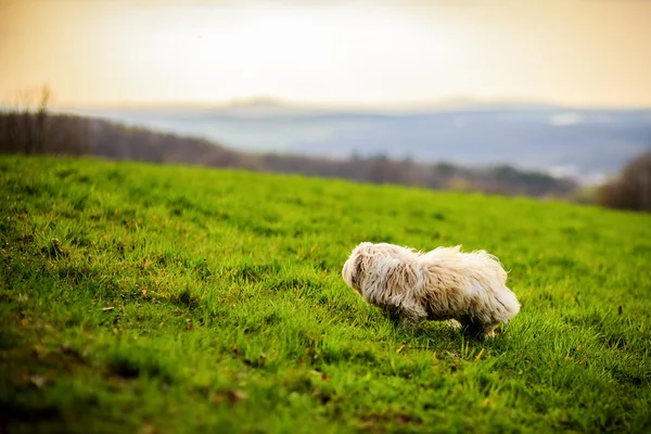 Cane bianco sul prato — Foto Stock