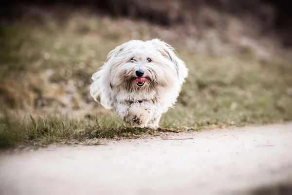 Çayır beyaz köpek — Stok fotoğraf
