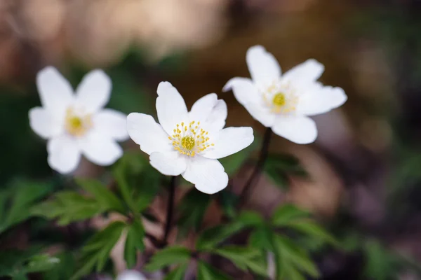 Bellissimo anemone — Foto Stock