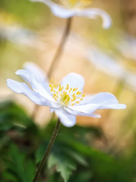 Bellissimo anemone — Foto Stock