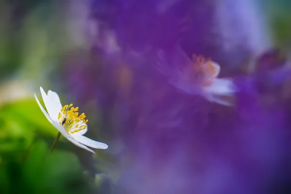 Lovely Anemone — стокове фото