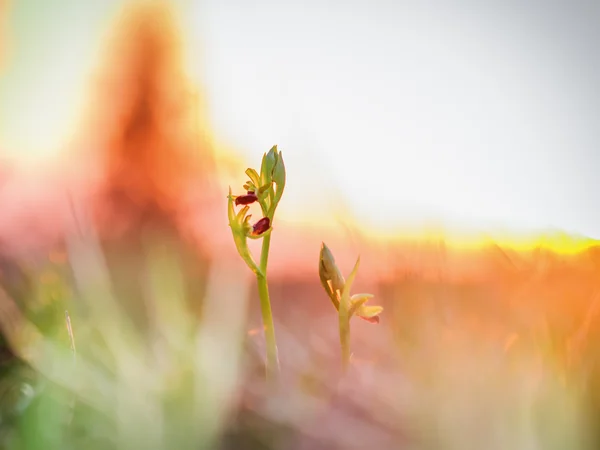 Pająk dzikich orchidei — Zdjęcie stockowe