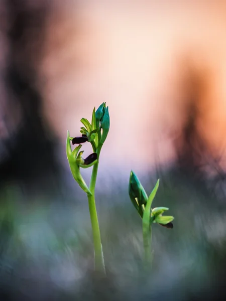 Orquídea aranha selvagem — Fotografia de Stock