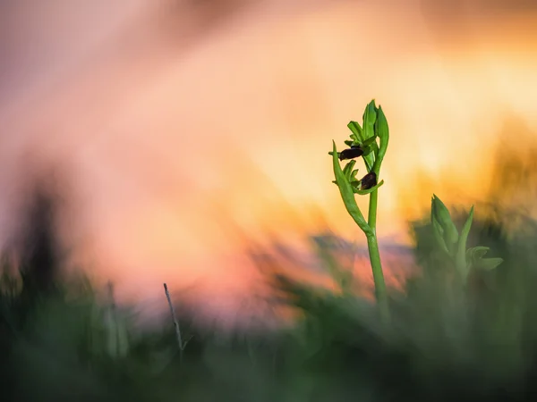 Orquídea aranha selvagem — Fotografia de Stock