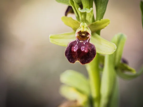 Spider Orchid — Stock Photo, Image