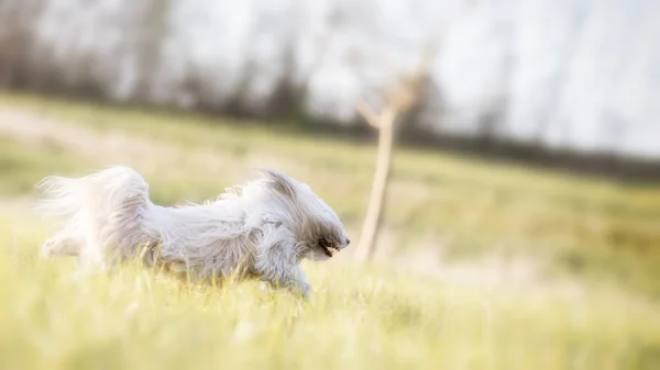 Cane bianco divertente sul prato — Foto Stock