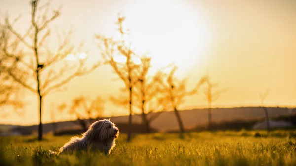 Grappige hond op weide — Stockfoto