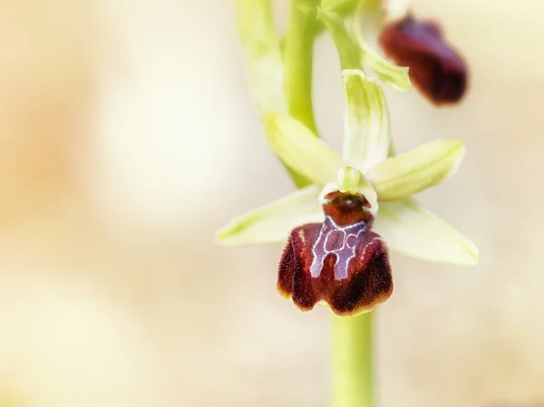 Орхидея паука — стоковое фото