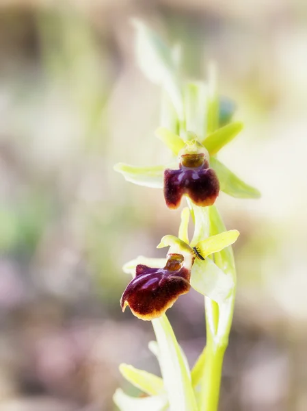 Vilda Spider Orchid — Stockfoto