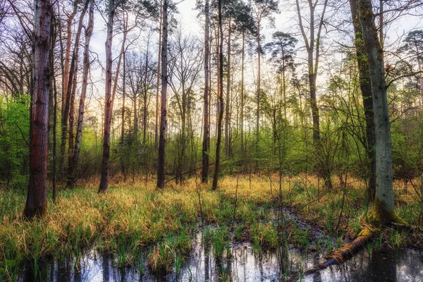 Floresta de primavera mágica — Fotografia de Stock