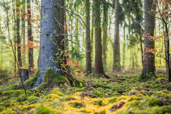 Чарівну навесні ліс — стокове фото