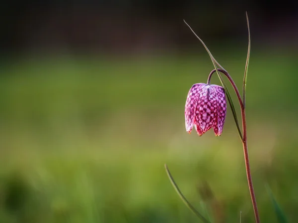 Wilde schaken bloem — Stockfoto