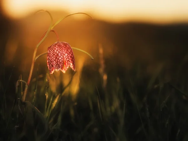 Szachy dziki kwiat — Zdjęcie stockowe