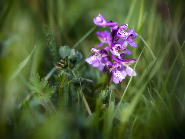 Grüne geflügelte Orchidee — Stockfoto