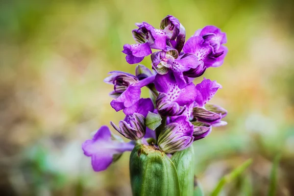 Orquídea alada verde — Foto de Stock