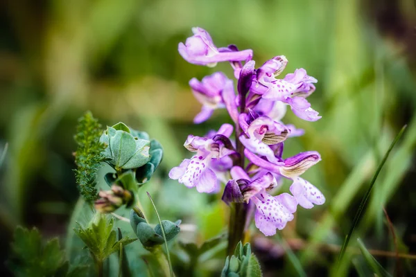 Grüne geflügelte Orchidee — Stockfoto