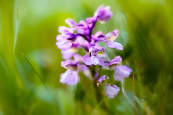 Orchidea alata verde — Foto Stock