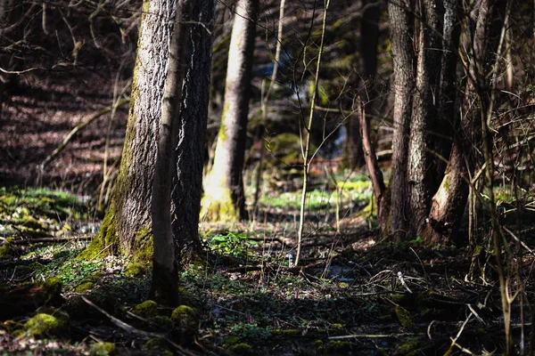 Voorjaar in Franken — Stockfoto