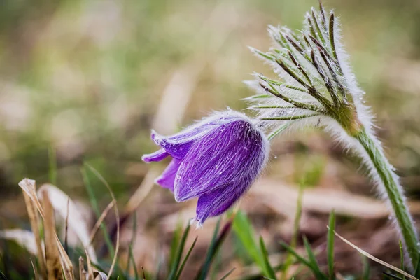 Wild Pulsatilla — Stock Photo, Image