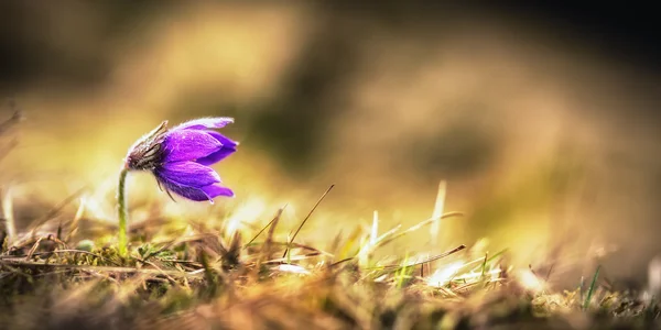 Pulsatilla selvagem — Fotografia de Stock