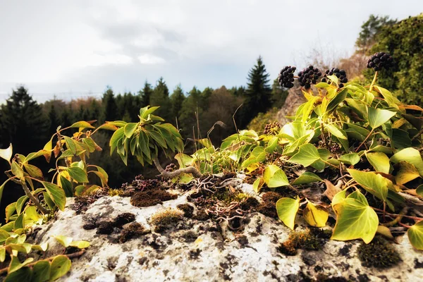 Tidiga våren kullen landskap i frankiska Schweiz — Stockfoto