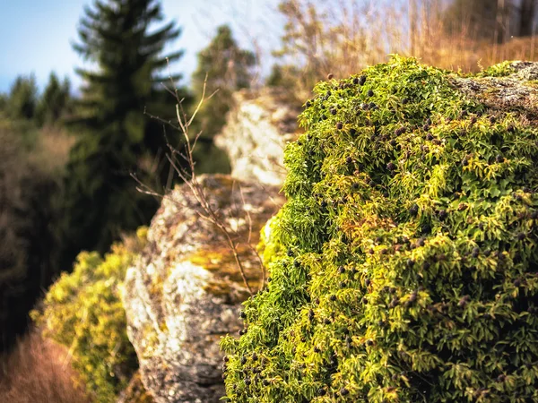 Ранні Spring-Хілл пейзаж у франконському Швейцарська — стокове фото