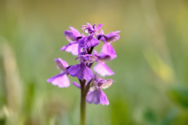 Orchidea alata verde selvatico — Foto Stock