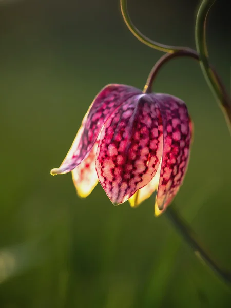 Wild sluipt hoofd Schaken bloem — Stockfoto