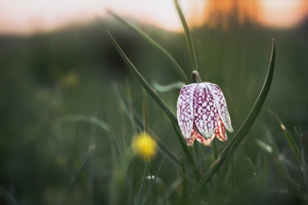 Wild Sneaks Head Chess Flower — Stock Photo, Image