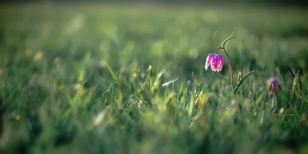 Vilda smyger huvud schack blomma — Stockfoto