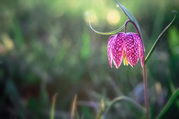Satranç çiçek vahşi gizlice kafa — Stok fotoğraf