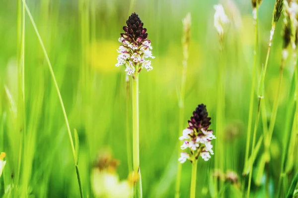 Orchidea della punta bruciata — Foto Stock