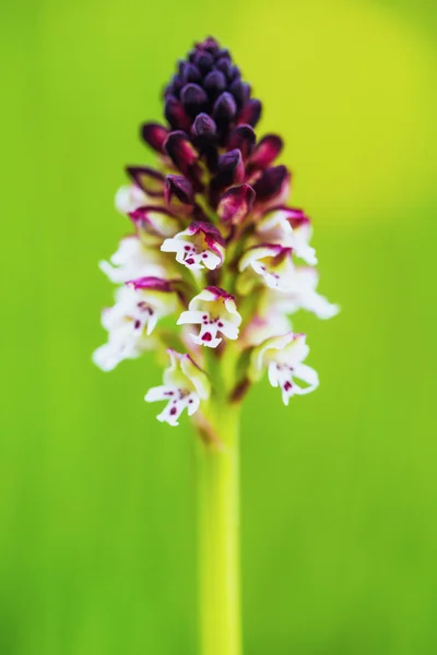 Ожоговая орхидея — стоковое фото