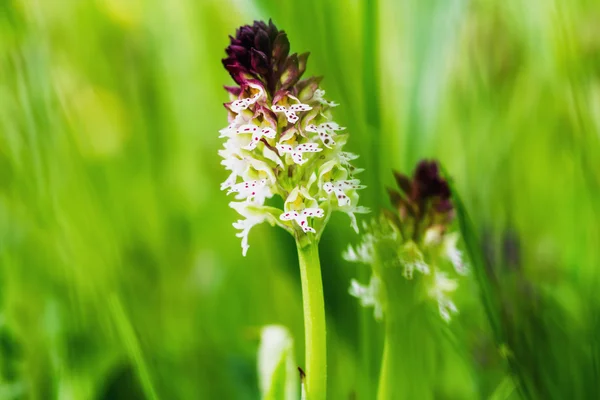 Burnt Tip Orchid — Stock Photo, Image