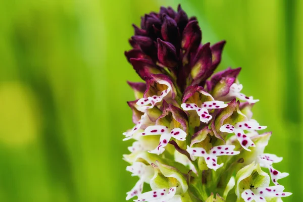 Spálené špičky orchidej — Stock fotografie