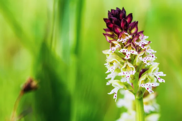 Orquídea de punta quemada — Foto de Stock