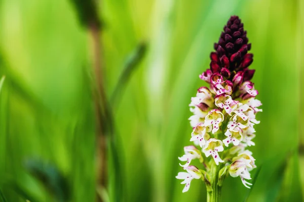 Ожоговая орхидея — стоковое фото