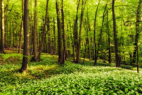 Foresta di primavera — Foto Stock