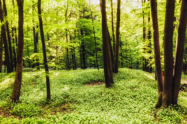 Foresta di primavera — Foto Stock