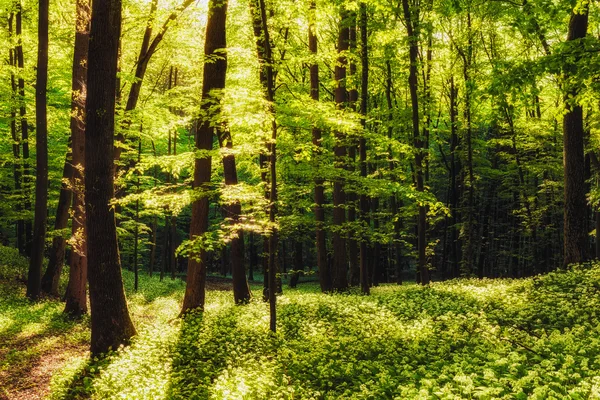 Floresta Primavera — Fotografia de Stock