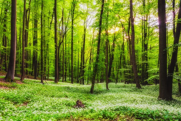 Floresta Primavera — Fotografia de Stock