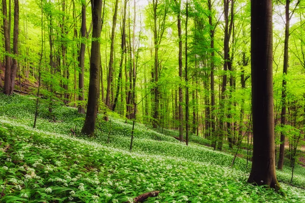 Floresta Primavera — Fotografia de Stock