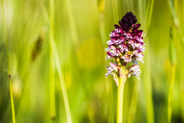 Wild verbrannte Orchidee — Stockfoto