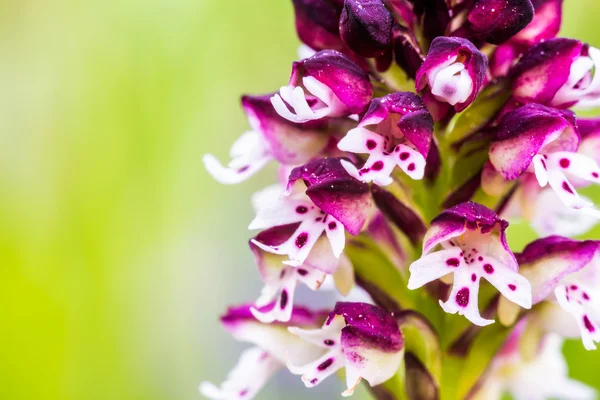 Spálené divoká orchidej — Stock fotografie