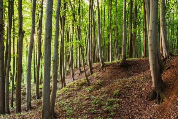 Primavera en el bosque —  Fotos de Stock