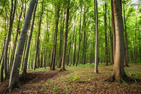 Primavera en el bosque — Foto de Stock