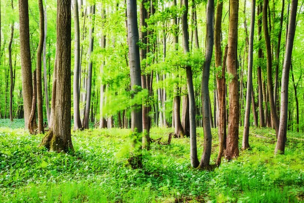 Primavera en el bosque —  Fotos de Stock